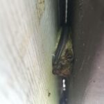 bat removal Frederick