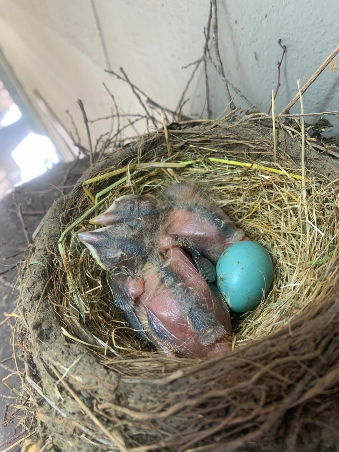Bird Removal, Birds in Vents, Attic, Chimney, Frederick, MD