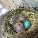 Frederick bird removal