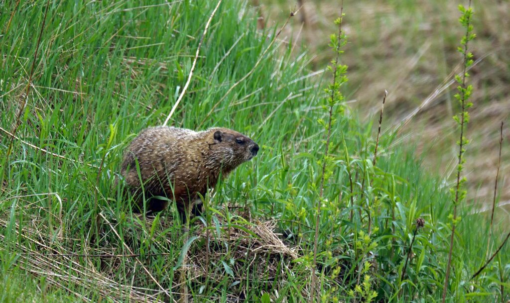 Groundhog Removal, Trapping Greater Baltimore Area