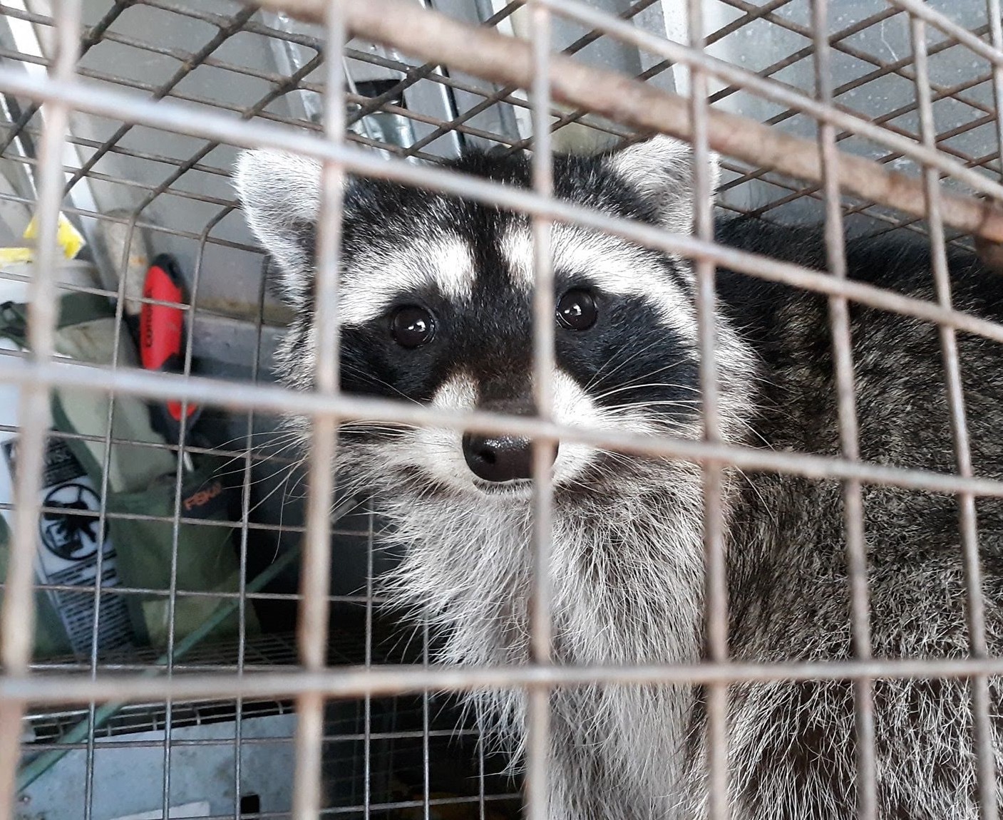 How to trap and remove a raccoon in West Virginia, Raccoon
