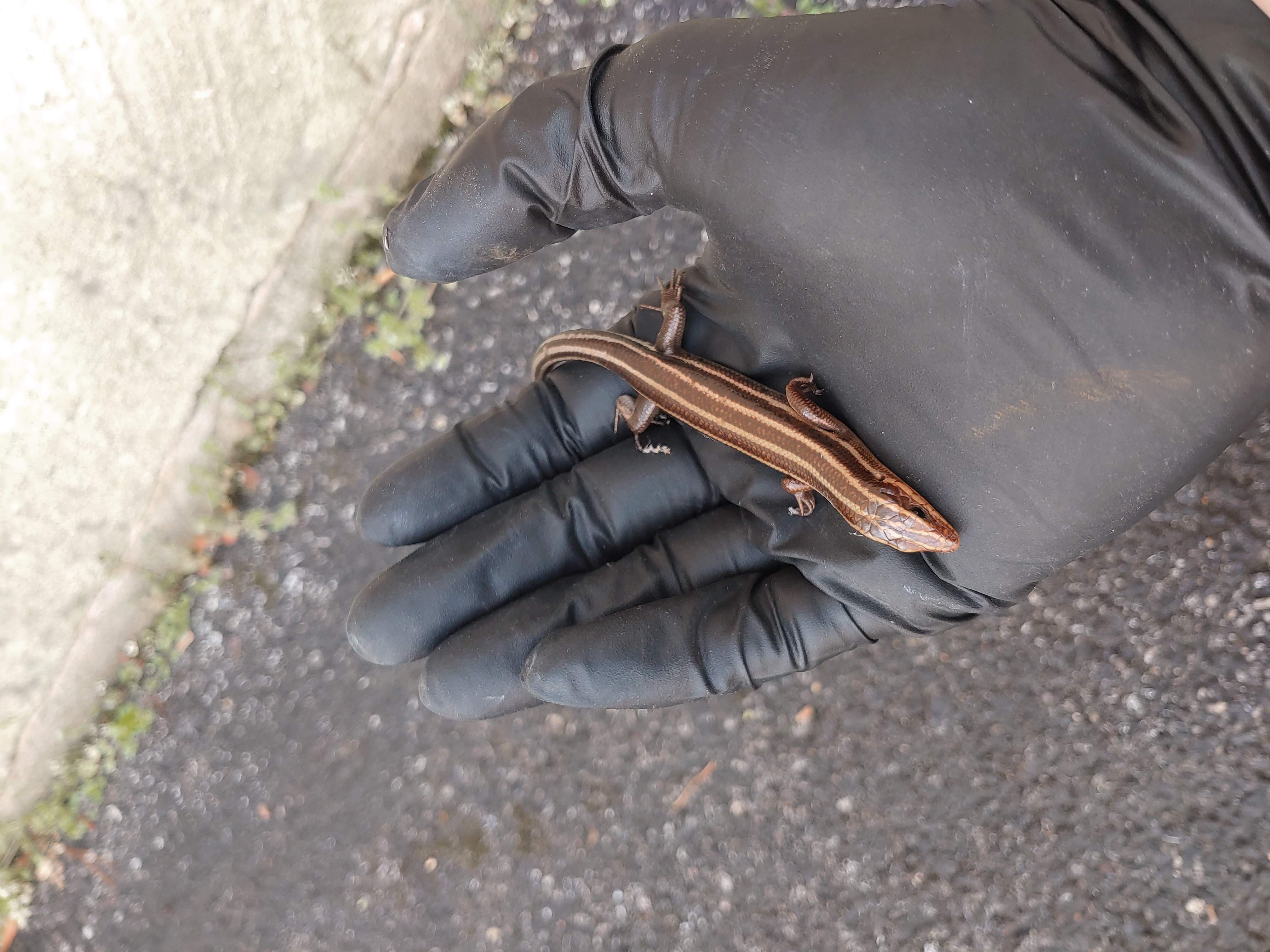 Adult five-lined skink with tan stripes held for identification