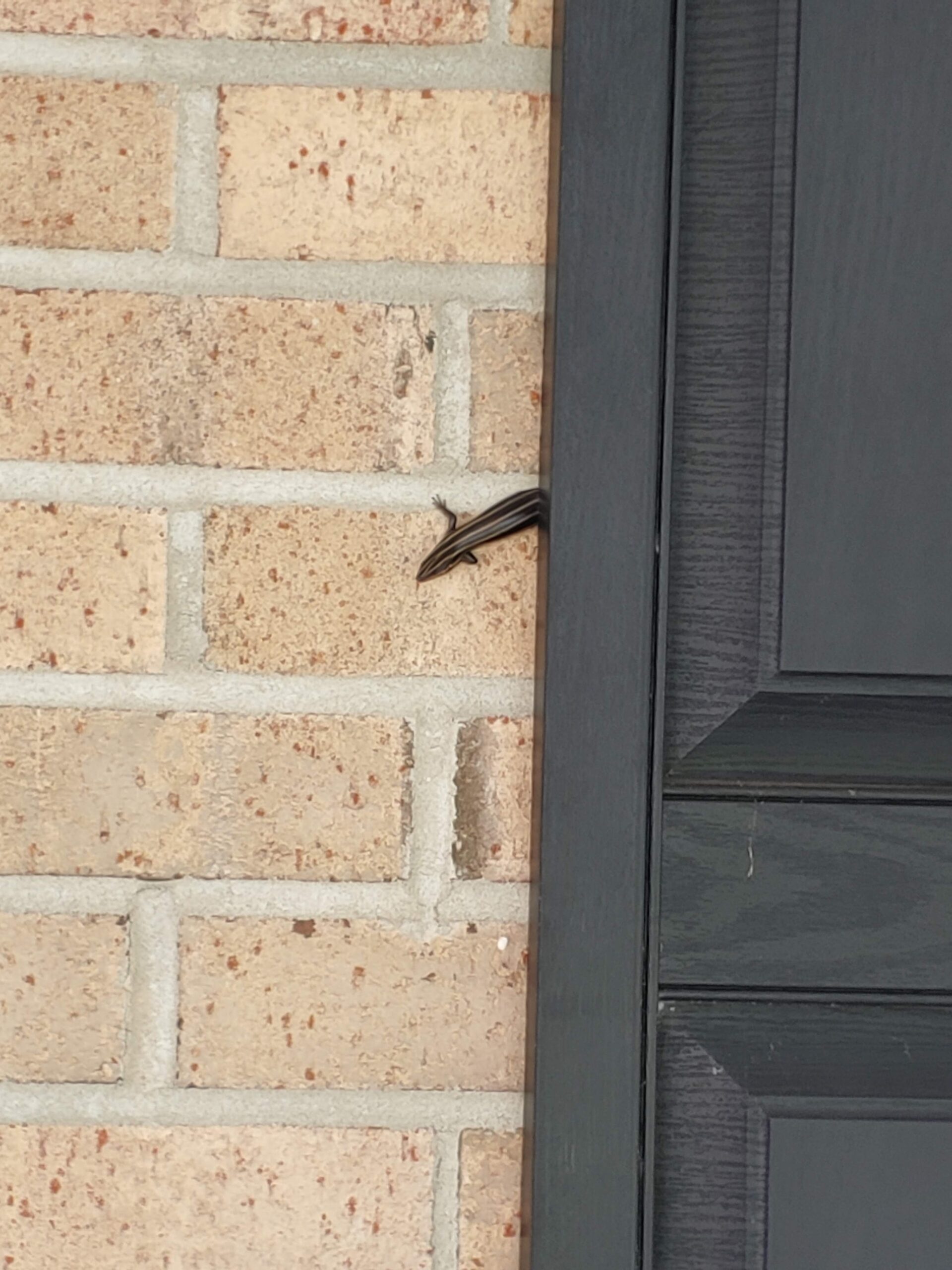 Five-lined skink hiding behind a black window shutter