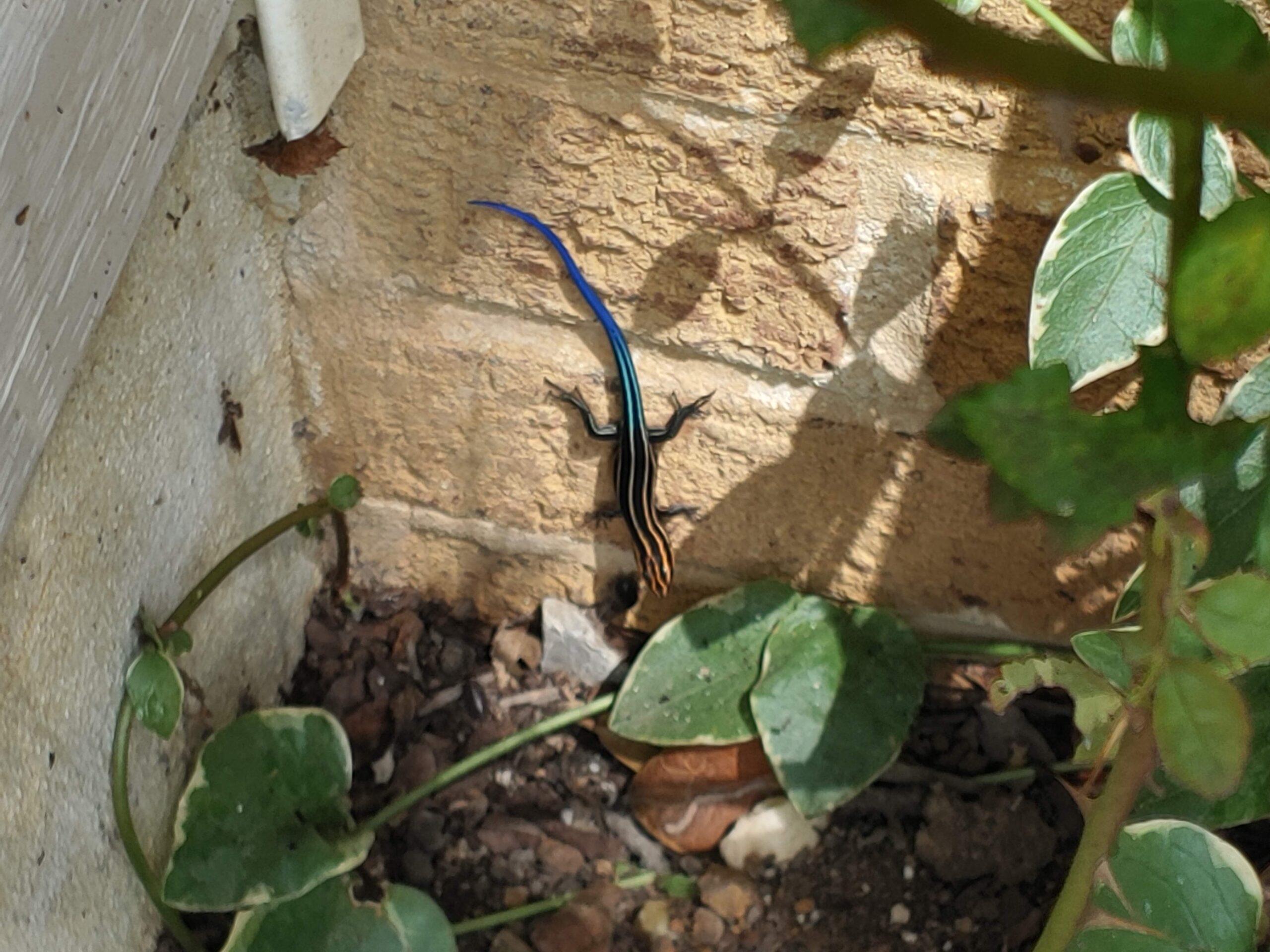 Juvenile five-lined skink with a bright blue tail on a brick foundation