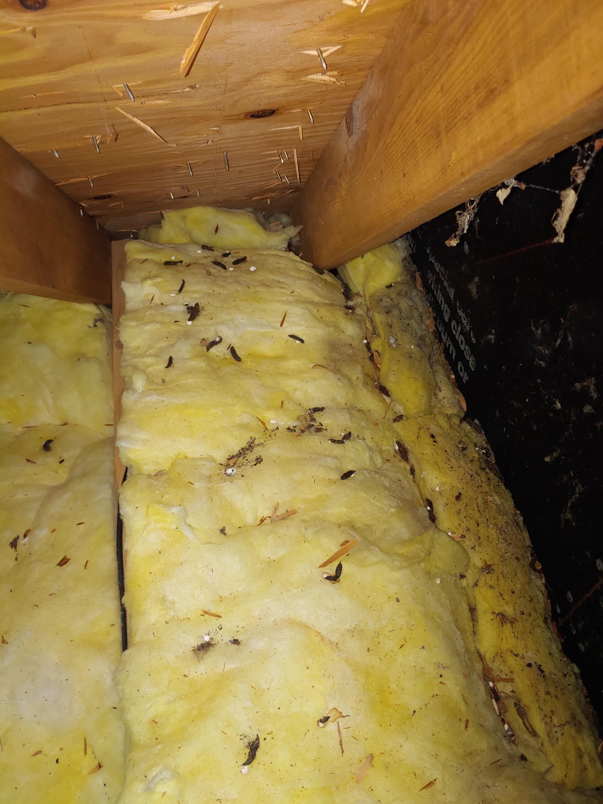 Skink droppings scattered on yellow attic insulation