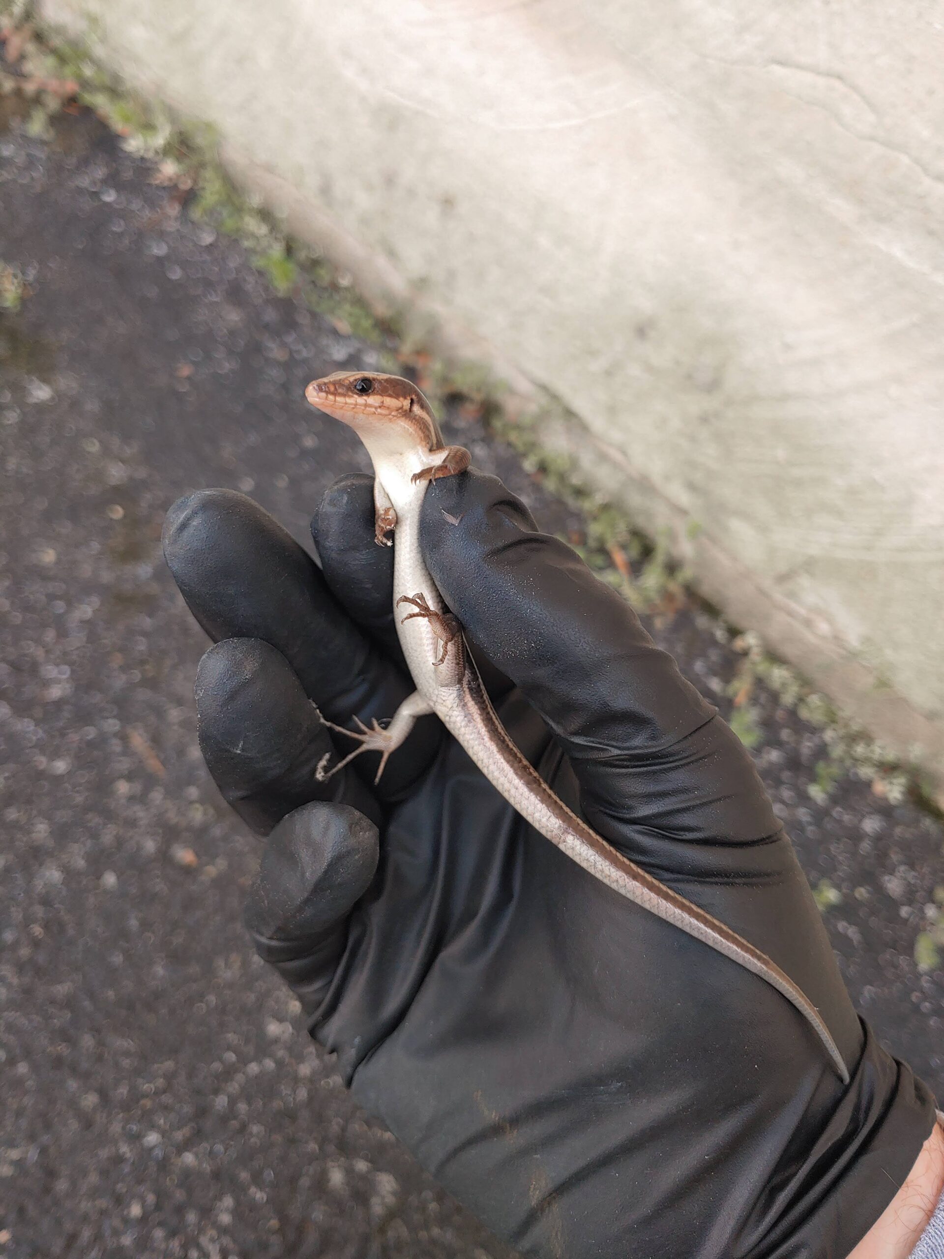Skink gently held in a gloved hand for humane release